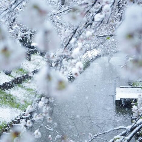 TKLyukizakura012.jpg.webp