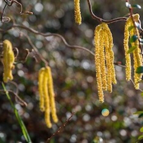 hazelnut-bush-g1dce9774c_640