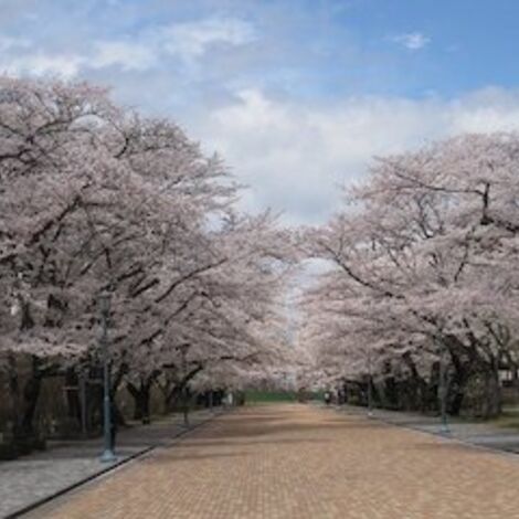 cherry-blossoms-ga84fddcad_640
