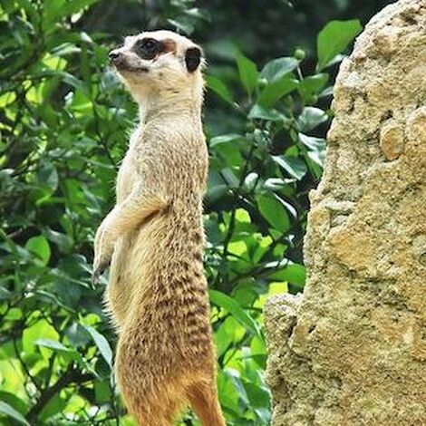 meerkat-g8981d6474_640